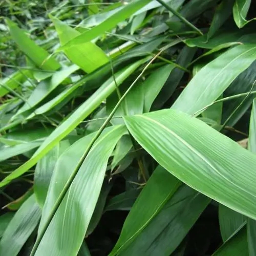 全力发展福民产业，打通箬叶全产业链