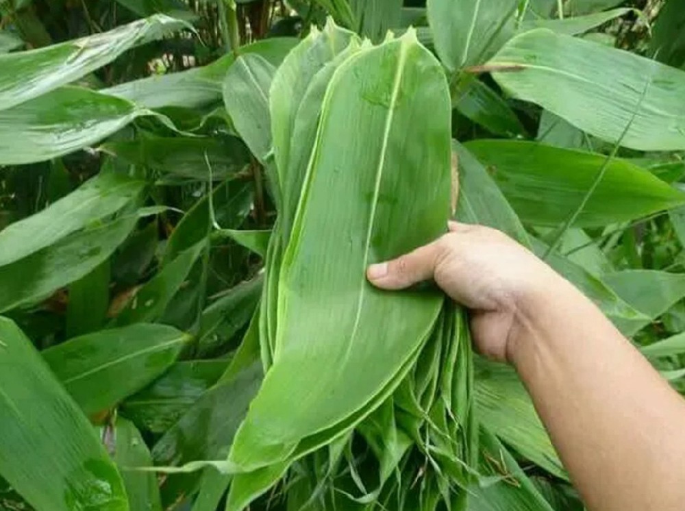 新鲜箬叶 世界“硒都”--湖北恩施